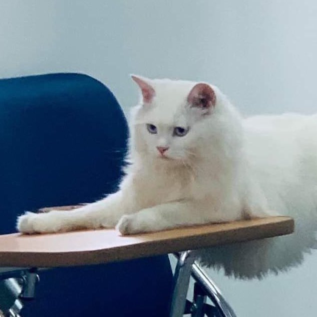 🐱 (@johnnyascats) on Twitter photo 