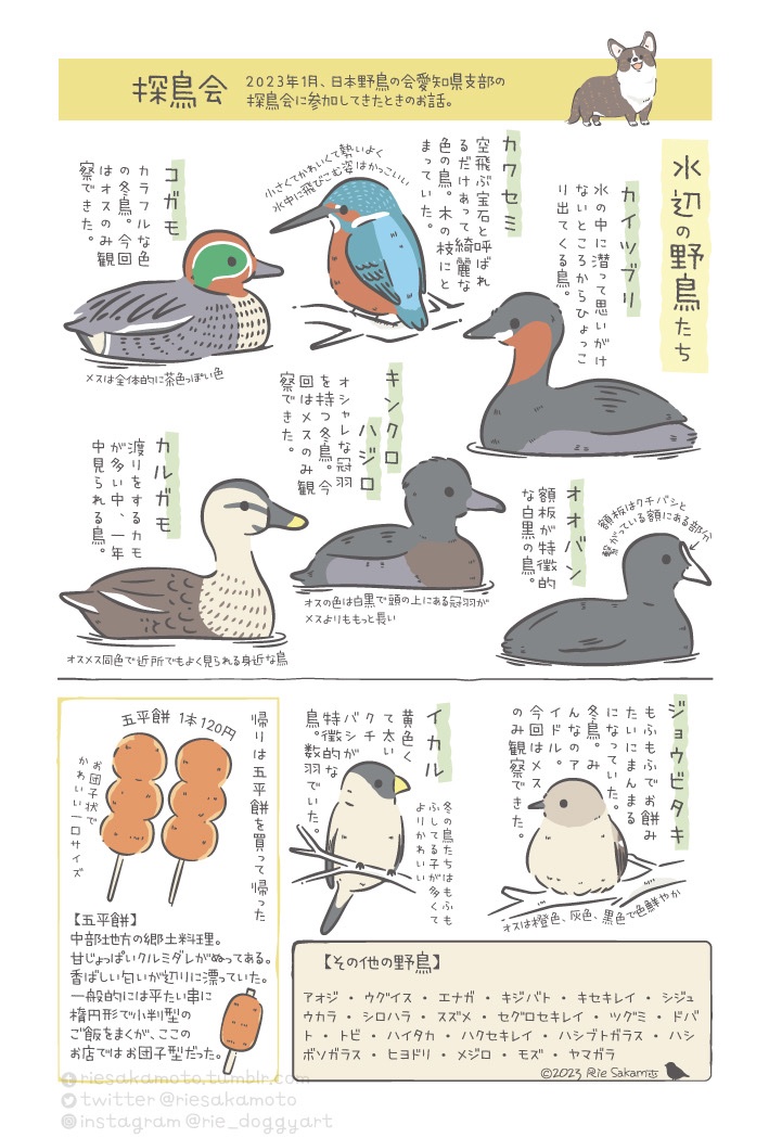 2023年1月、日本野鳥の会の探鳥会に参加したお話。 