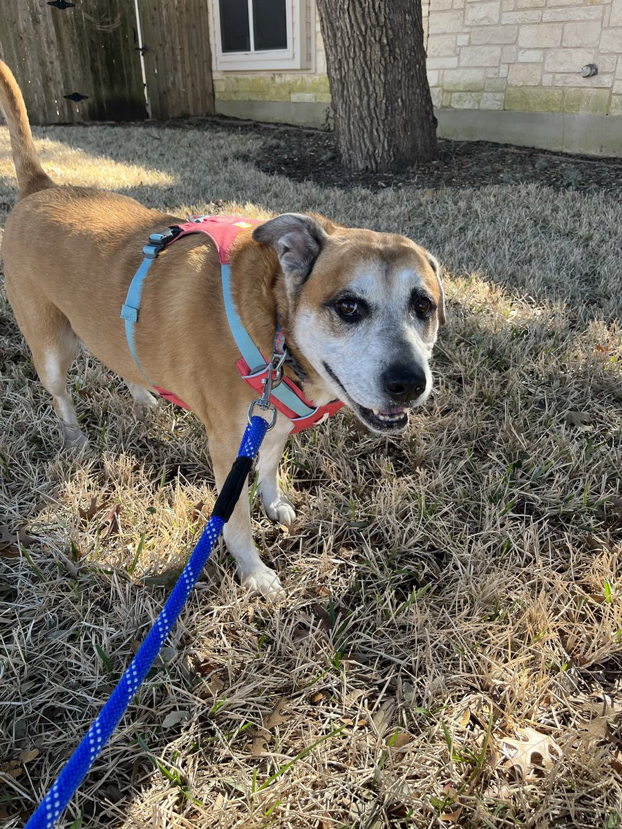 JenTroke's tweet image. My babies love their colorful lightweight Ruffwear harnesses so much! Best harnesses ever - especially in TX! TY!