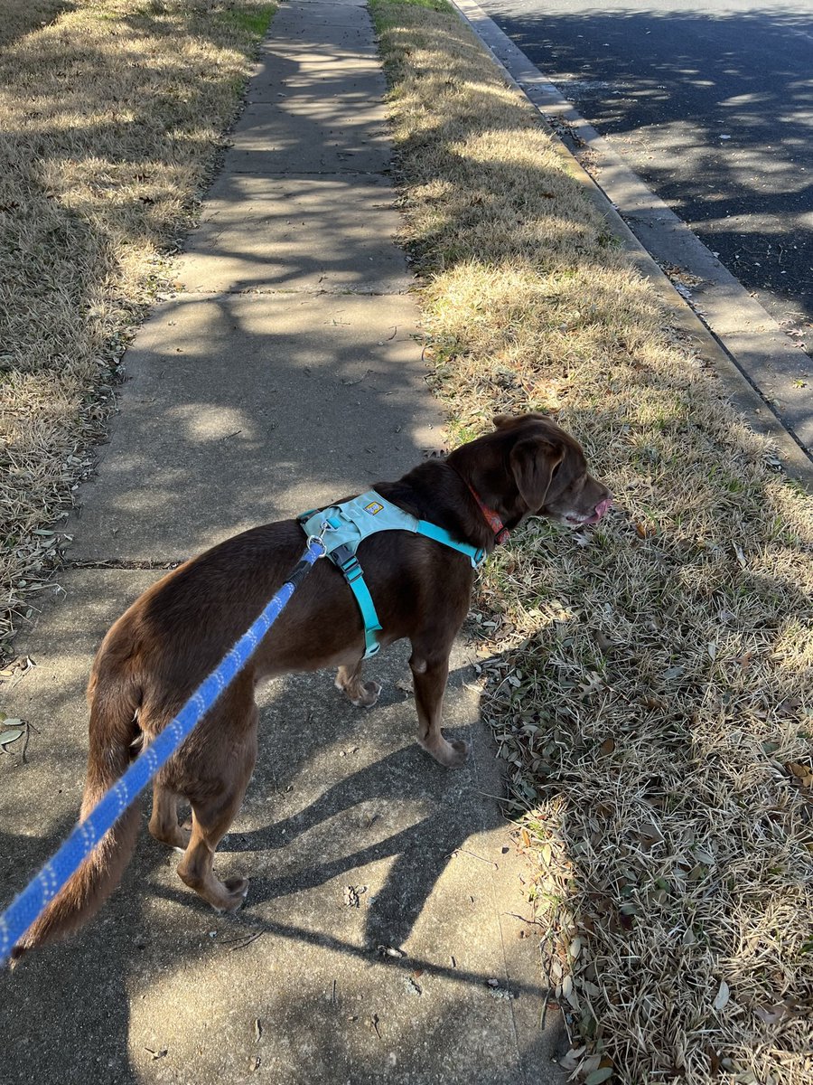 JenTroke's tweet image. My babies love their colorful lightweight Ruffwear harnesses so much! Best harnesses ever - especially in TX! TY!