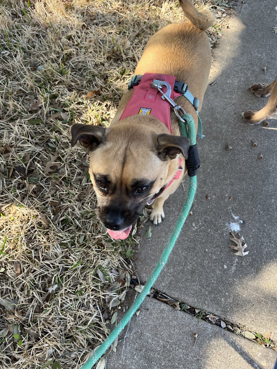 JenTroke's tweet image. My babies love their colorful lightweight Ruffwear harnesses so much! Best harnesses ever - especially in TX! TY!