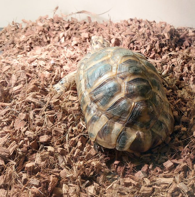 カメが暖まってくださっています 