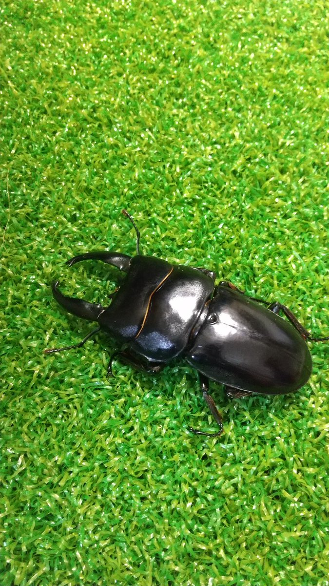 manamana110718's tweet photo. 観賞用にさらに(♂単、WILD )
最近、昆虫ショップを巡ってます。行くと買ってしまう。
#アルギレスヒラタクワガタ
#Beetleon https://t.co/JiDb3TirFT