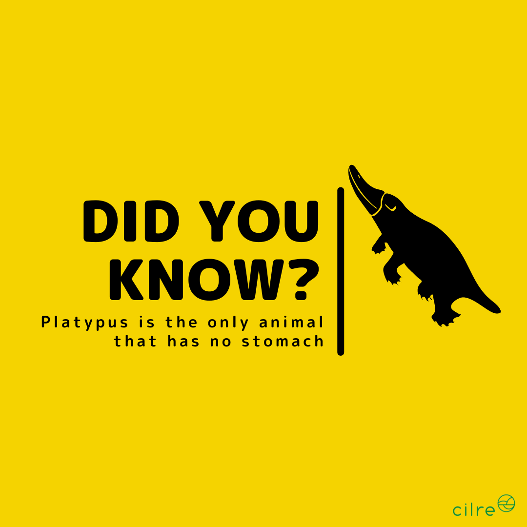 Cilre's tweet photo. The CILRE touch to learning
Traditionally,
Knowledge + Skills + Attitude = LEARNING
At Cilre, we look at it the other way round
Attitude + Skills + Knowledge = LEARNING
Check out the link for more information: https://t.co/4hpoR4WvGu
Or
Call us on +91 9986015483 https://t.co/MPLULbEZ1J