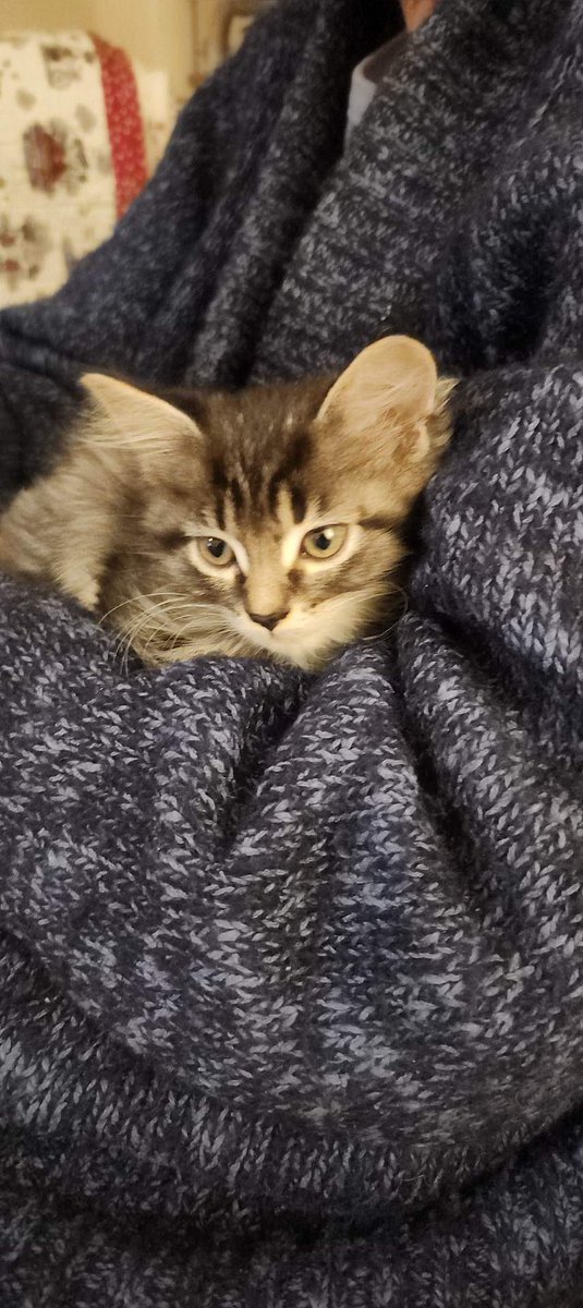 KristyTracey's tweet image. The newest family member 😺