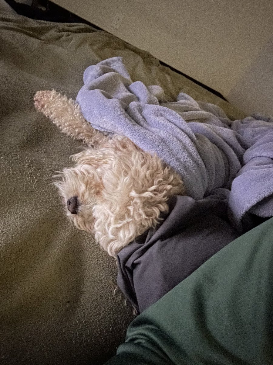 Chunkypoo13's tweet image. I needed a naps!  Maybes see you tomorrow