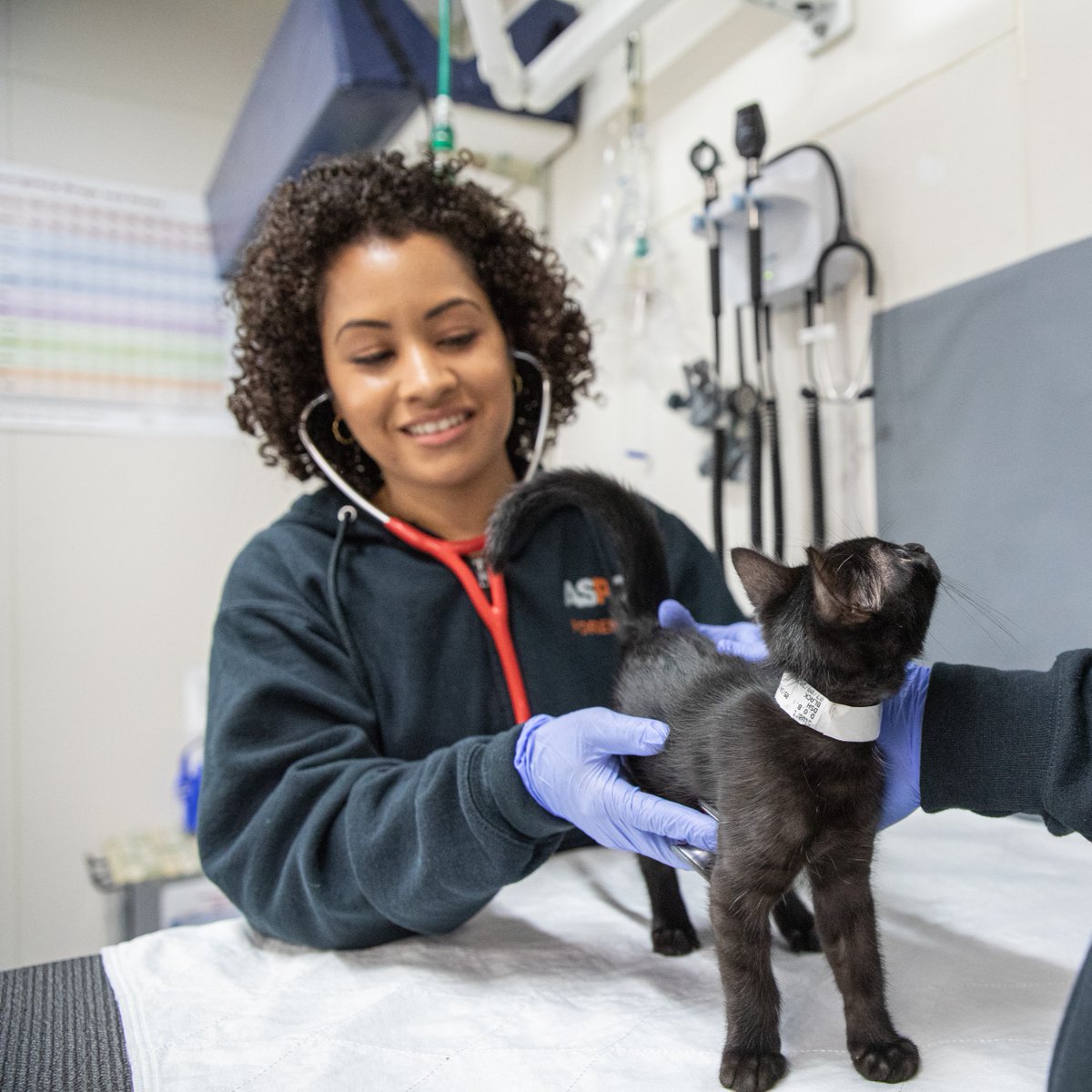 ASPCAPro's tweet photo. ๐ฑCHECK IT OUT!๐ถ The ASPCA is #hiring a Licensed Veterinary Technician to work at our adoption center. Join our team to elevate your commitment to animals. #aspca #aspcapro #jobopening #employment
Apply today. ๐ https://t.co/144ZLmpd4Z https://t.co/6aHNF0pgrH