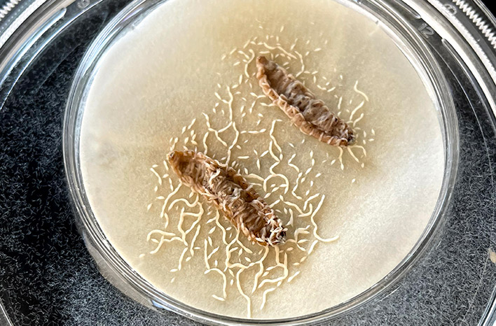 #Nematodes are the most abundant animals on earth but largely misunderstood by most #gardeners. In this episode of the podcast, my guest, Dr. Fatma Kaplan of <a href="/pheronym/">Pheronym</a> is here to explain how lab-produced pheromones can be used to repel pests. joegardener.com/podcast/nemato…