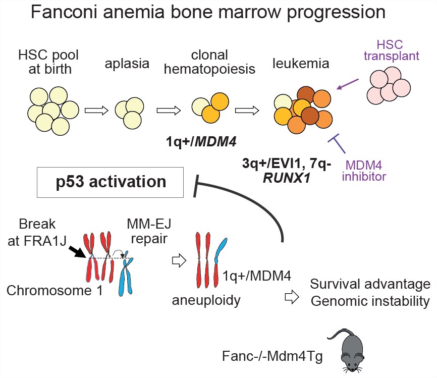 Our study on clonal evolution in Fanconi anemia is out in @CellStemCell. In the FA background of chromosomal instability & HSC attrition, trisomy 1q/MDM4-driven p53 downregulation yields clonal hematopoiesis, preceding sAML.
authors.elsevier.com/a/1gX1h6tu0Cm4…
#BMFsm #leusm #mdssm #AMLsm 1/2