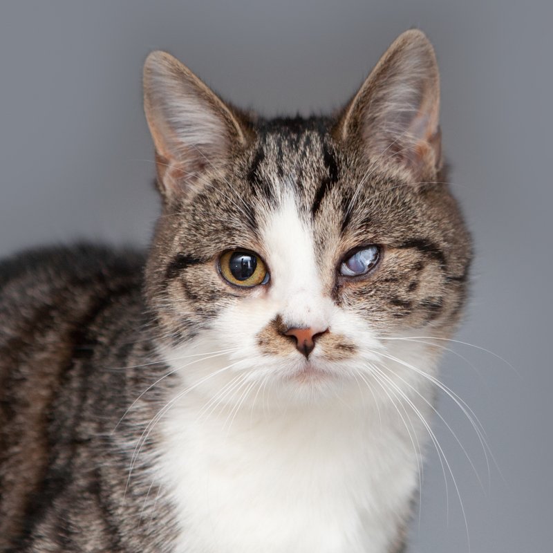 Greta

Vondeling met een aangeboren oog afwijkingen zoekt een liefdevol thuis. 

dierenasielzwolle.nl/adopt/greta/