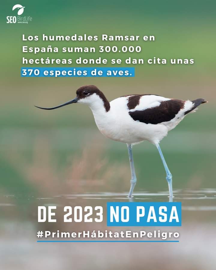seo_sur's tweet photo. Nuestros humedales se secan y hoy en el #díamundialdeloshumedales
queremos poner en valor la importancia de su conservación y cuidado. Conservar estos ecosistemas es consevar las aves que habitan, tanto residentes como migrantes,algunas en peligro de extincion.
#seobirlife https://t.co/0k3q6k4zh5