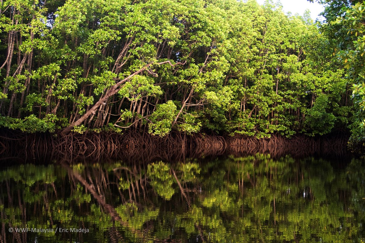 Mangroves tweet picture