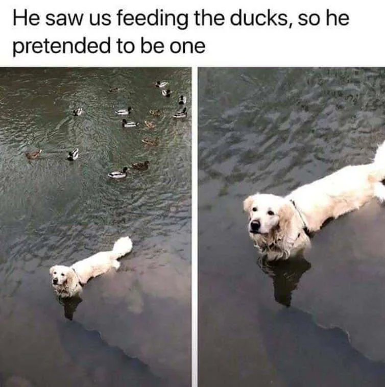 The best duck🥰
