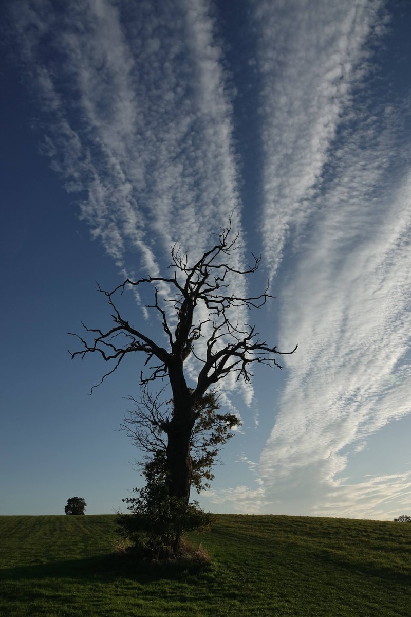 So sad to see this wonderful tree being taken down today due to safety concerns but at least Chris consoled me with a couple of his Little Owls @HighAshFarm