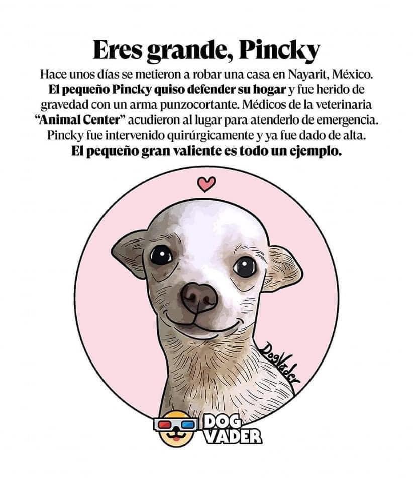 roberto_ruizg's tweet photo. Pincky -  el “Bad Ass” - de Nayarit ! 

Defendió su casa y sobrevivió 🐶 👊🏻

                                            [ Vía #DogVader ] https://t.co/sTQsCD4DoW