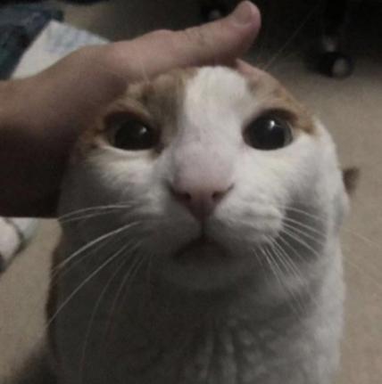 Me Petting My Cat Bot tweet media