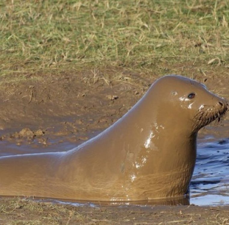 ouiouiapey's tweet photo. They made him out of poop :( https://t.co/WDGjpCdiIB