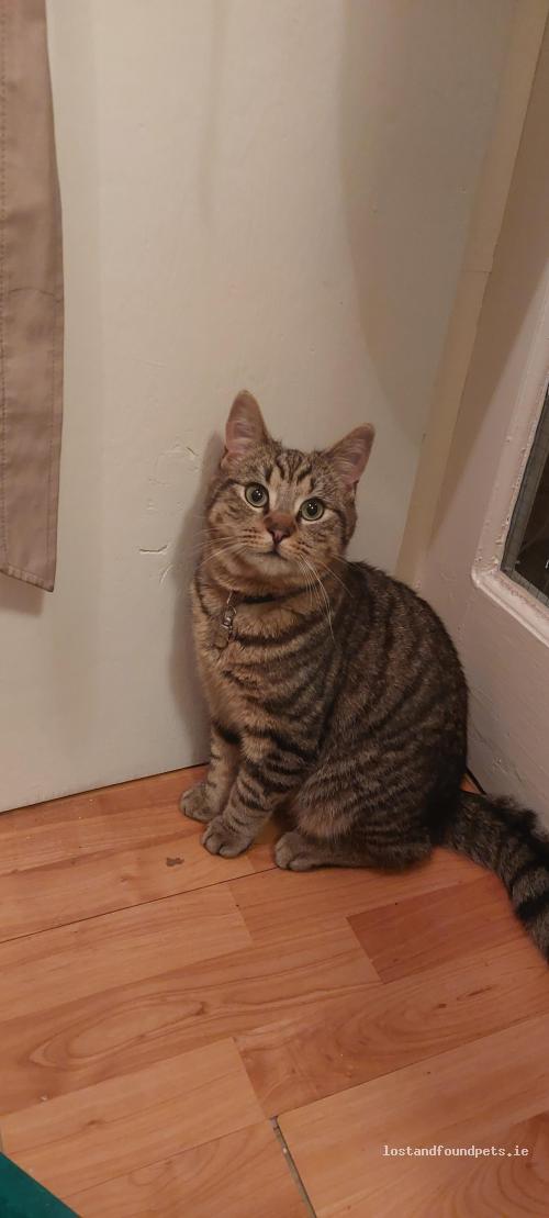 lostfoundpets's tweet photo. A female cat was found on 30/12/2022 in Leeson Street Upper, #Ranelagh https://t.co/hio3GRFeXV #fpie https://t.co/vFwurRiMBF