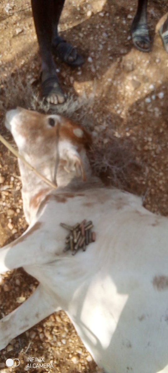 hon_Lochax's tweet photo. I condemn the killing of cows today morning by security agents in Lobakat near KWS.
Looks like there is a conspiracy between Government and our neighbours.
Poleni sana familia waliopoteza mifugo. https://t.co/rZ77OC2RbN