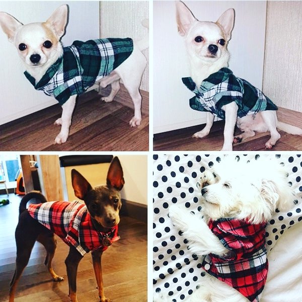 Cute! Cotton pet clothes. #pet #petlover #petfriendly #pets #petgrooming #clothesforpets #Clothing #clothingbrand #clothesforsale #onlineshopping #onlinestore 
earthis-me.myshopify.com/cart/443786035…