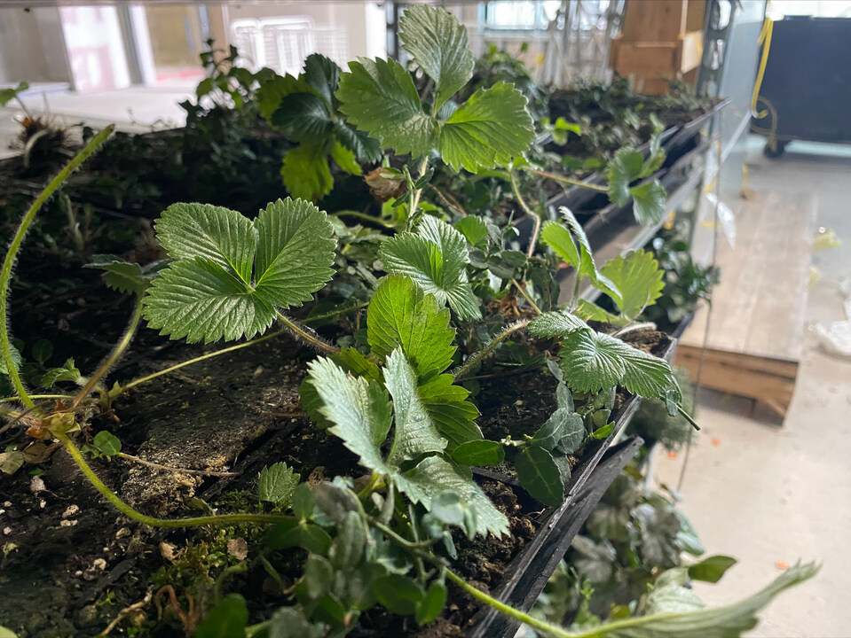 Eden at New Bailey (@edennewbailey) on Twitter photo Spring has come early to Eden with the arrival of the plants for the #EdenLivingWall. They arrived in separate green modules & will be stored on site & prepped prior to installation. Thank you to our partners <a href="/bandkbuild/">Bowmer+Kirkland</a> and @ANSGroupGlobal for the exciting delivery! #Sustainable Spring has come early to Eden with the arrival of the plants for the #EdenLivingWall. They arrived in separate green modules & will be stored on site & prepped prior to installation. Thank you to our partners <a href="/bandkbuild/">Bowmer+Kirkland</a> and @ANSGroupGlobal for the exciting delivery! #Sustainable