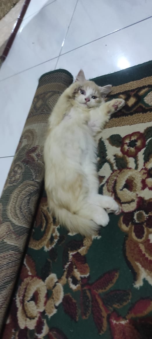 mochijim95's tweet photo. @bagihumor Dah meninggoy dua duanya seminggu yg lalu 😭 https://t.co/vAe2jQubWF