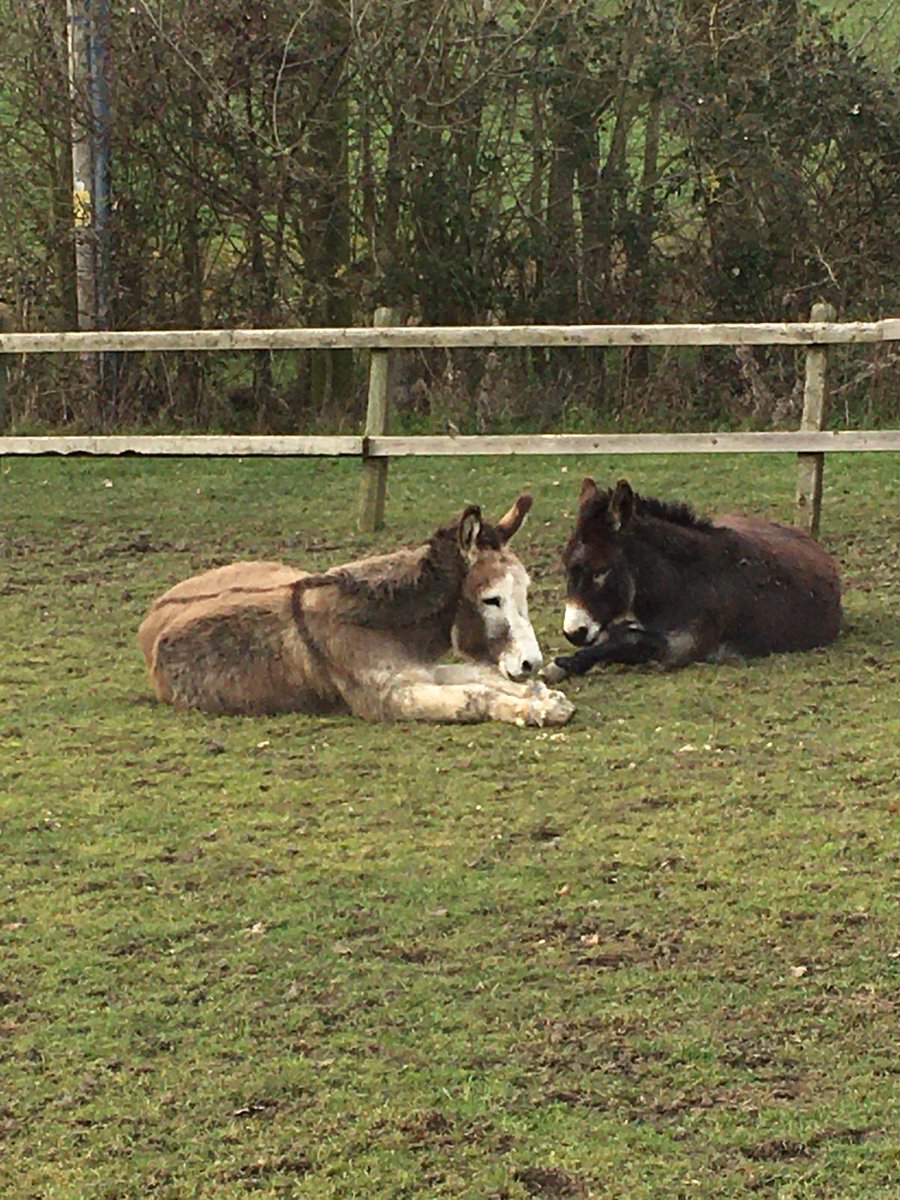 Our donkeys Yollo and Bruno resting contentedly in the paddock today ⁦<a href="/DonkeySanctuary/">The Donkey Sanctuary</a>⁩ ⁦<a href="/okaydonkeymag/">Okay Donkey Magazine</a>⁩ #goodboys #dryatlast