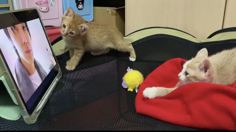 tentodaten's tweet image. ตั้งใจดูมากจริมๆ เอฟตีพี่เตนฮะ 😳
#KitTENCamReact