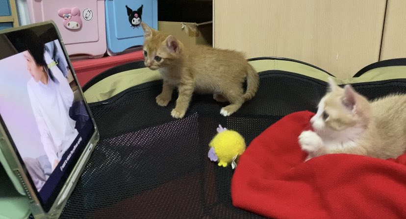 tentodaten's tweet image. ตั้งใจดูมากจริมๆ เอฟตีพี่เตนฮะ 😳
#KitTENCamReact