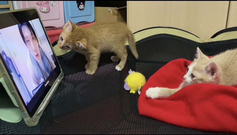 tentodaten's tweet image. ตั้งใจดูมากจริมๆ เอฟตีพี่เตนฮะ 😳
#KitTENCamReact