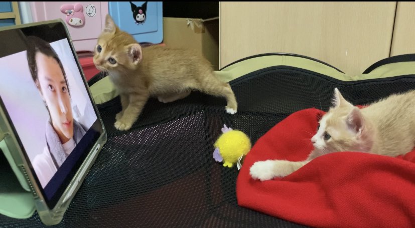 tentodaten's tweet image. ตั้งใจดูมากจริมๆ เอฟตีพี่เตนฮะ 😳
#KitTENCamReact