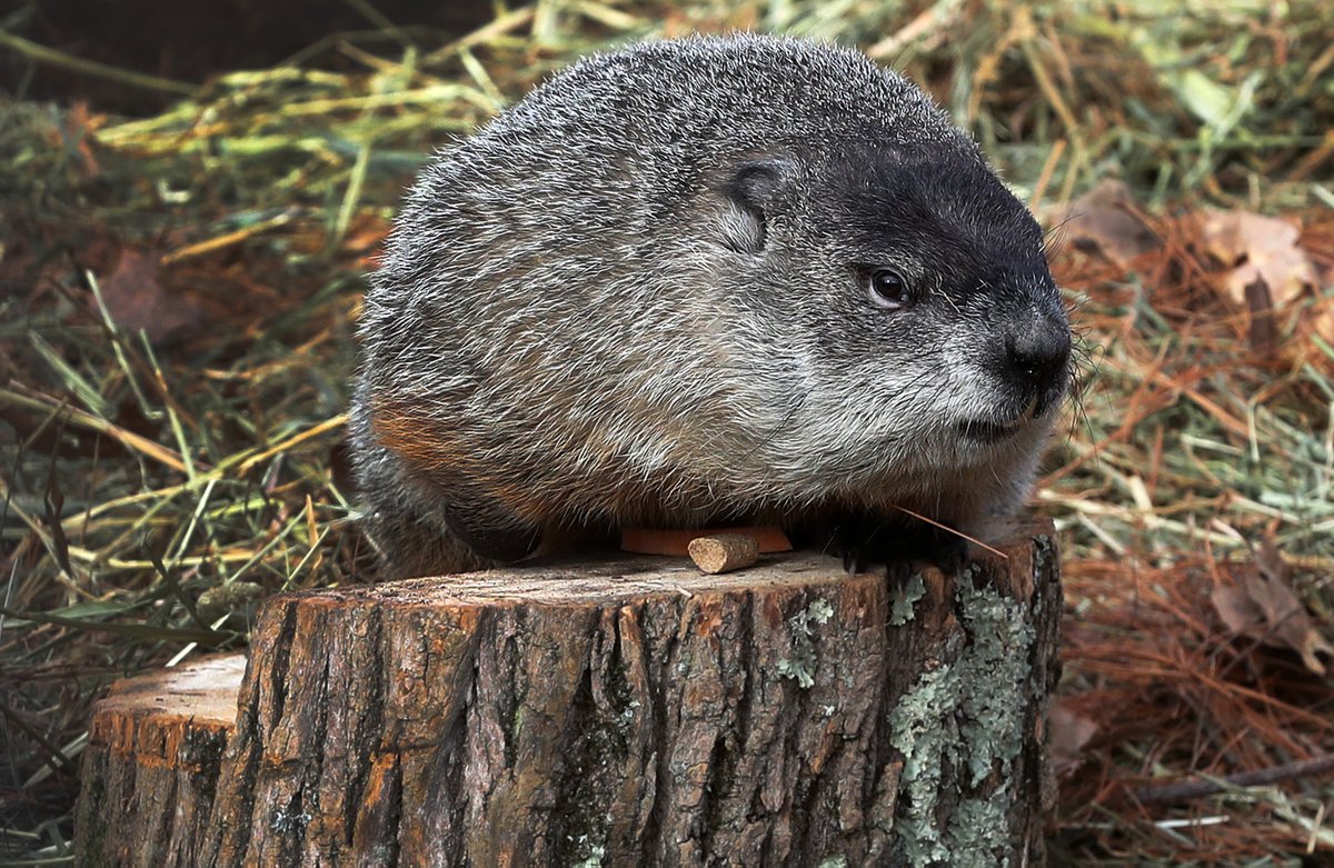 on Twitter "Watch Massachusetts groundhog Ms. G make her