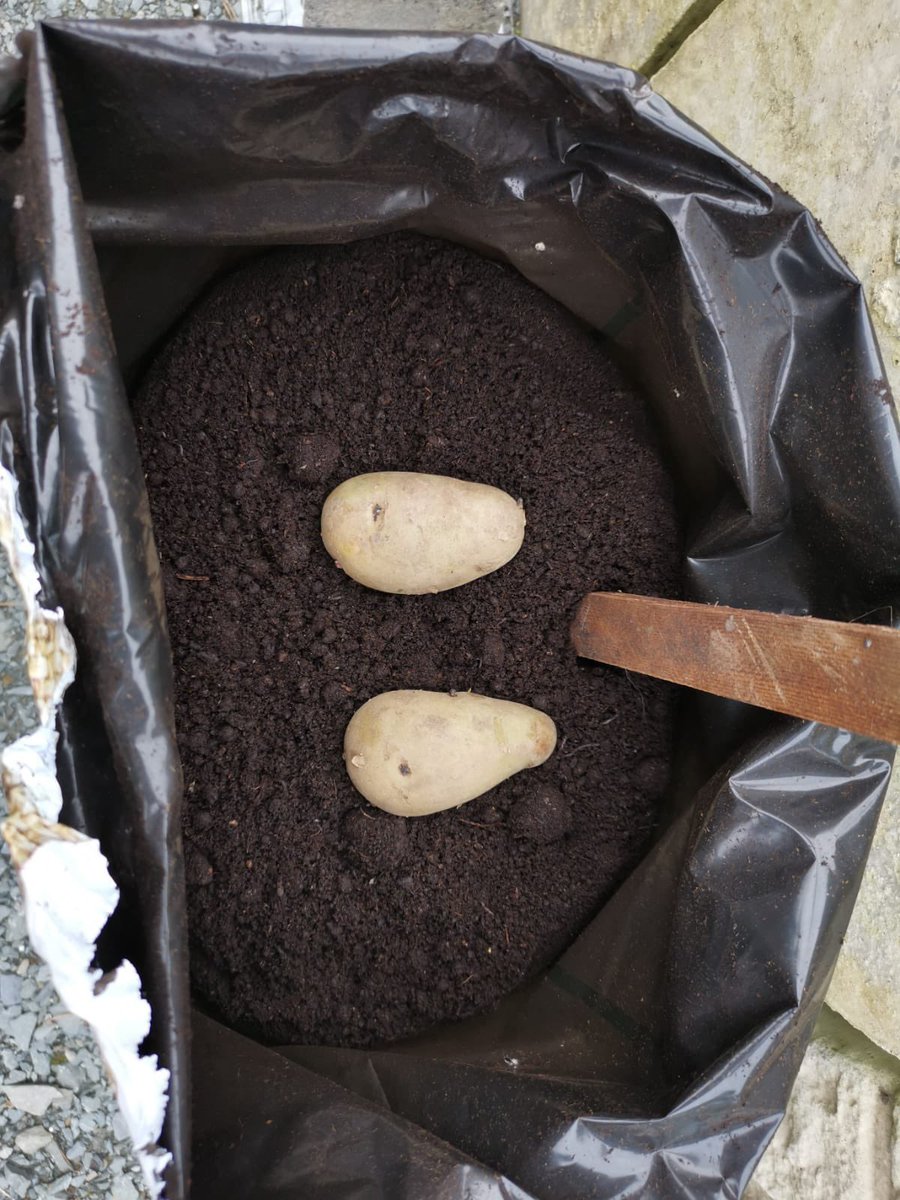 SESEMarinoIE's tweet photo. Fantastic work being done in the @MarinoInstitute community garden by #BEd3 students and @DonegalPaul9 #SESE #Sustainability #SpringInTheAir https://t.co/y8nFBLqntV