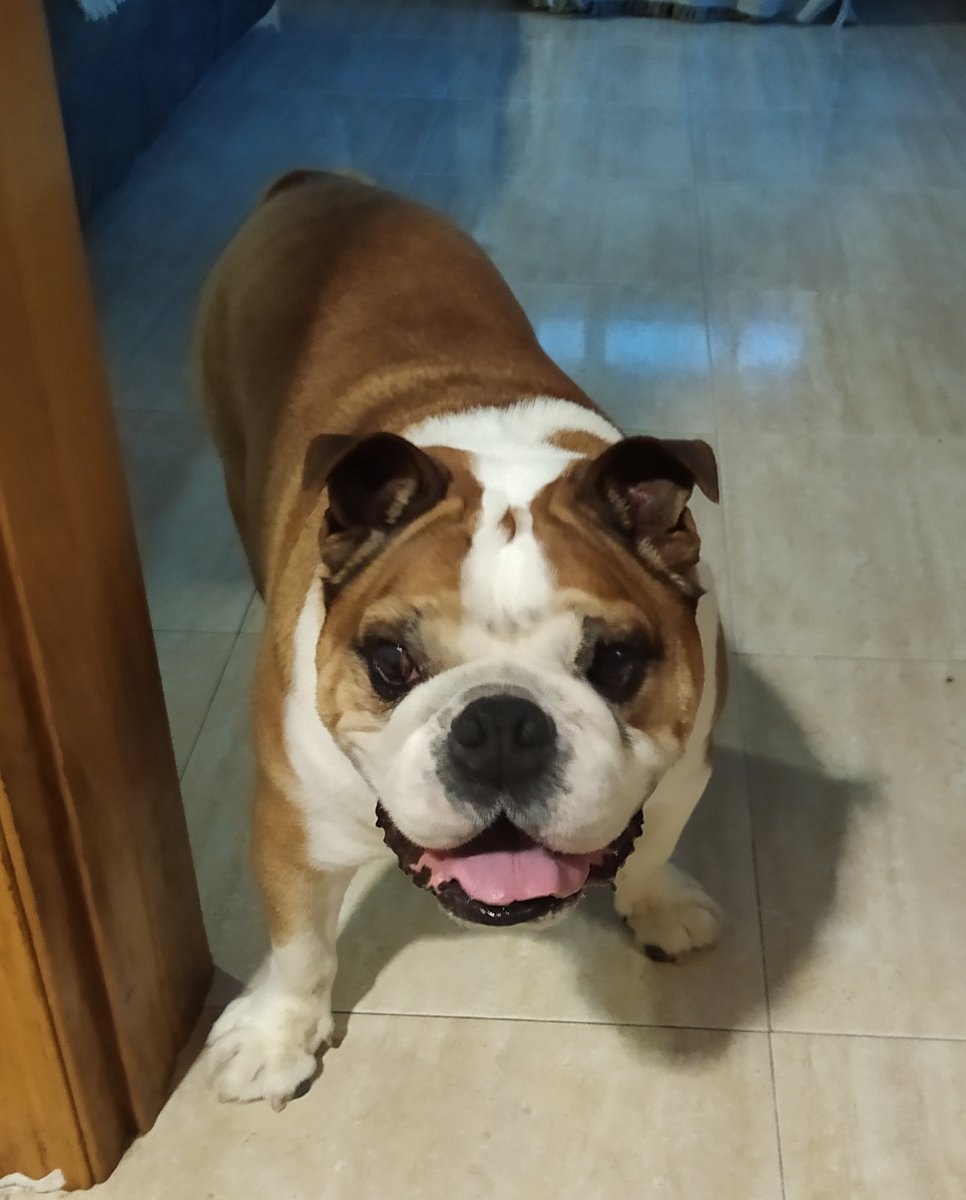 PrismaMagical's tweet photo. [ESP/ENG]
Watson siempre en nuestros corazones, eres el logo de Bullware nuestro personaje favorito de Magical Prisma y nuestro hijo, ahora y siempre

Watson will be always in our hearts, he is the Bullware logo, our favorite Magical Prisma character, and our son, now and always https://t.co/XyTIG3bMtn