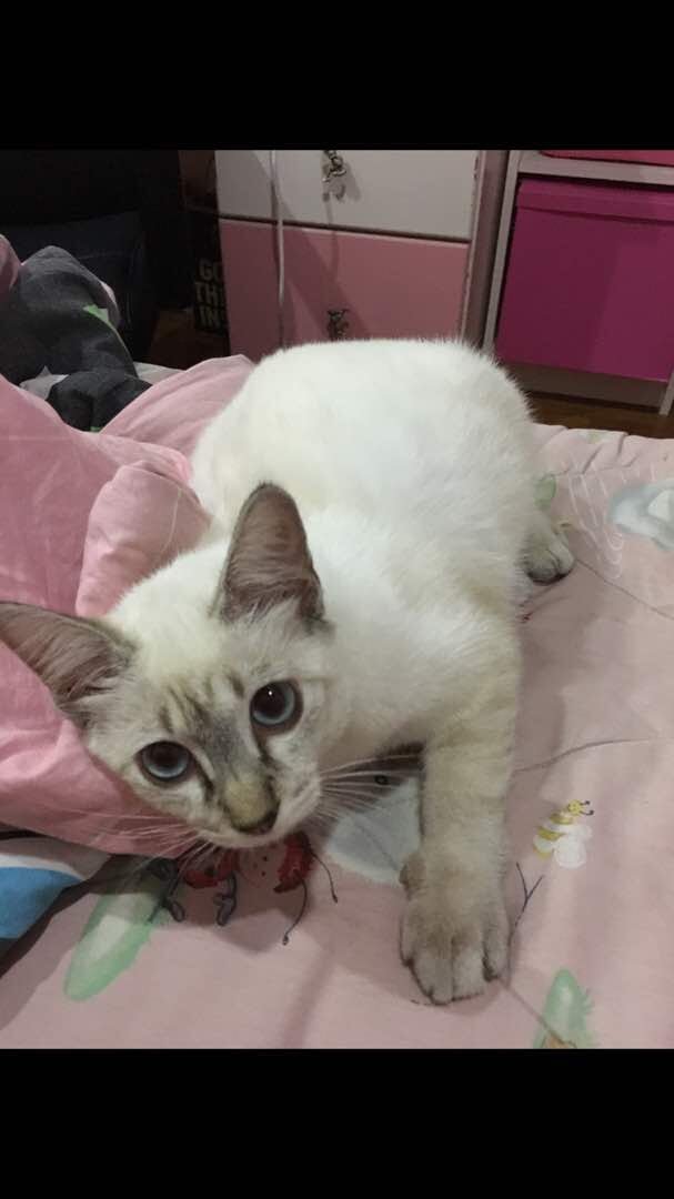 sitisrzk's tweet photo. @amy_amin_ Apparently chonky Siamese cats tends to be darker! 😂 2016 vs 2023 https://t.co/d5Nu7Lqj1z