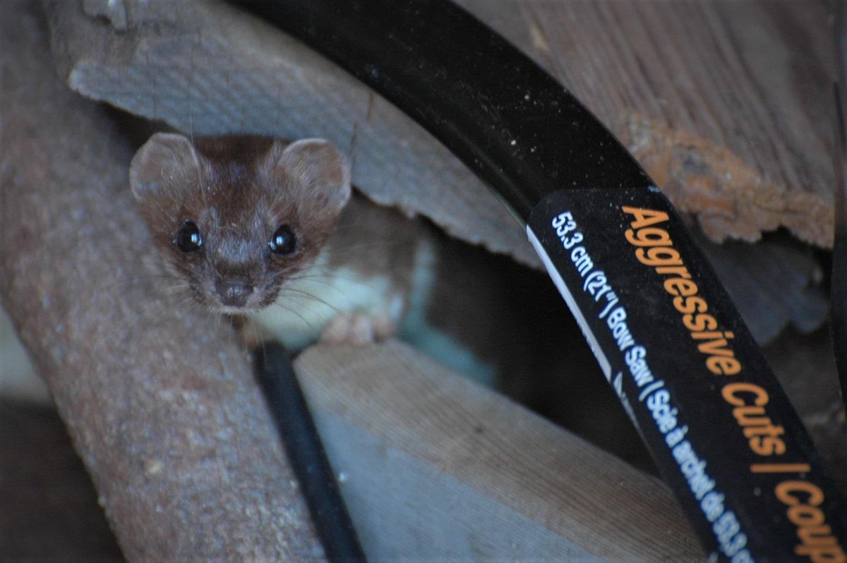 LeanneRitchie's tweet photo. @NatlParkService Ermine with saw (2019) https://t.co/dPy4pbVubA