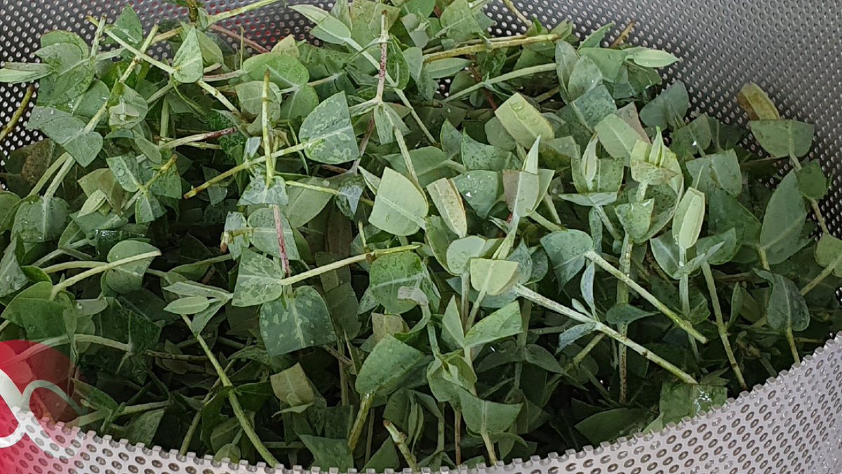 OptiCept's tweet image. OptiCept accelererar lanseringen av Optiboost för skogssticklingar genom att kraftfullt utöka sin globala säljorganisation. 

Läs mer här:
investor.opticept.se/pressmeddeland…

#opticept #optiboost #planttech #finans #finanstwitter #pratapengar