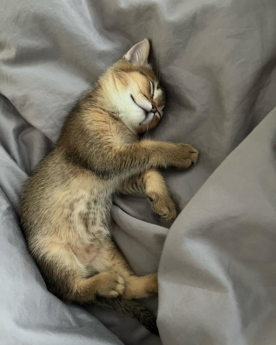 BengaLuana's tweet image. Today is my birthday Meow🐱Meow #cat