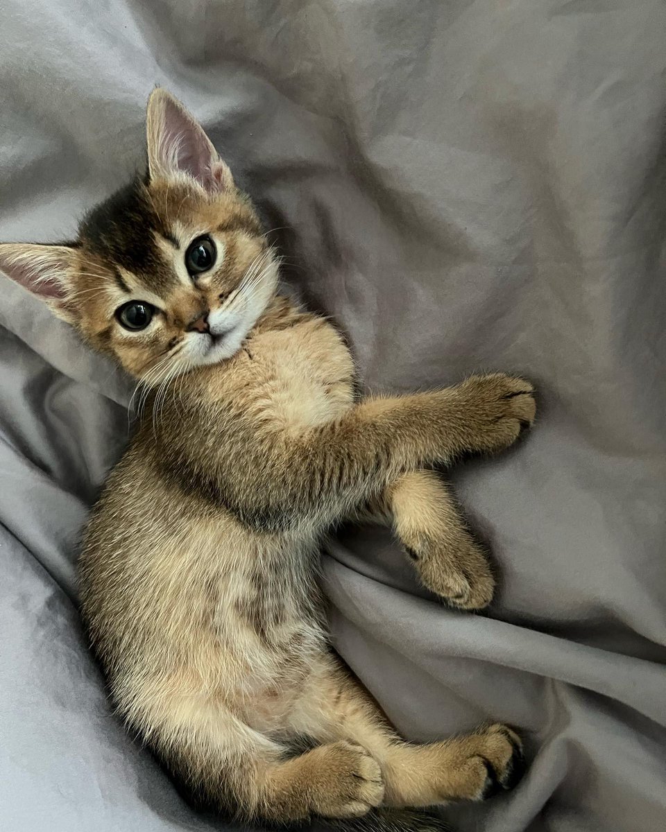 BengaLuana's tweet image. Today is my birthday Meow🐱Meow #cat