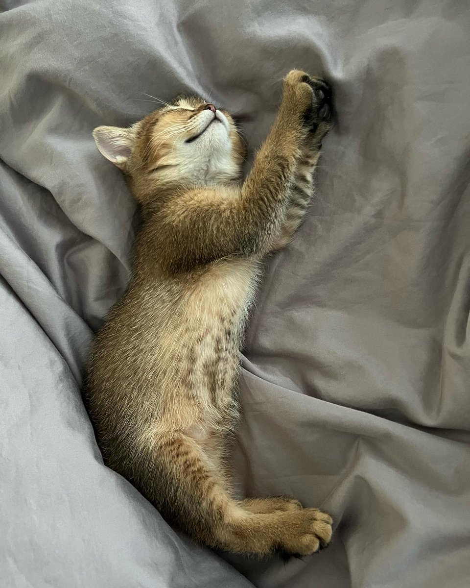 BengaLuana's tweet image. Today is my birthday Meow🐱Meow #cat