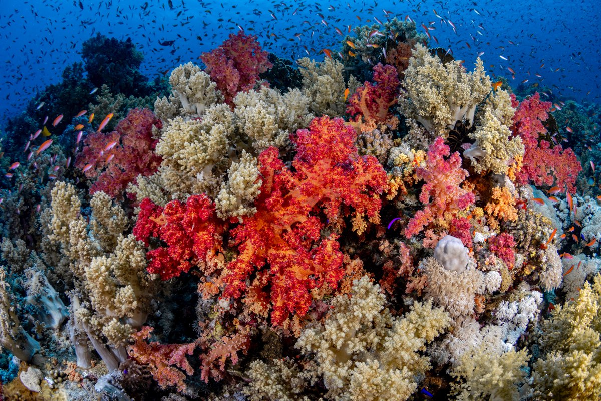 The Red Sea could be a climate refuge #ForCoral with adequate protection of the region's heat-tolerant coral reefs 🪸 Learn more in this article by @insideclimate, which mentions #GCRMN data on how the world has lost around 14% of its corals since 2009 👉insideclimatenews.org/news/31012023/…