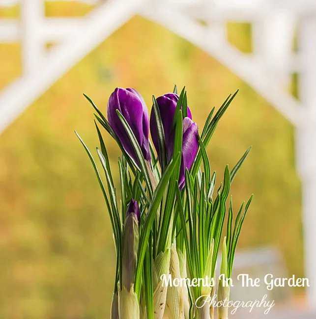 MomentsintheG's tweet photo. I have been collecting a number of forced bulbs.  Today I am featuring my potted crocus.  #forcedbulbs #pottedcrocus #springflowers #floralphotography #floralbeauty #botanicalphotography #springbulbs #momentsinthegardenphotography https://t.co/tcwZuqj4qd
