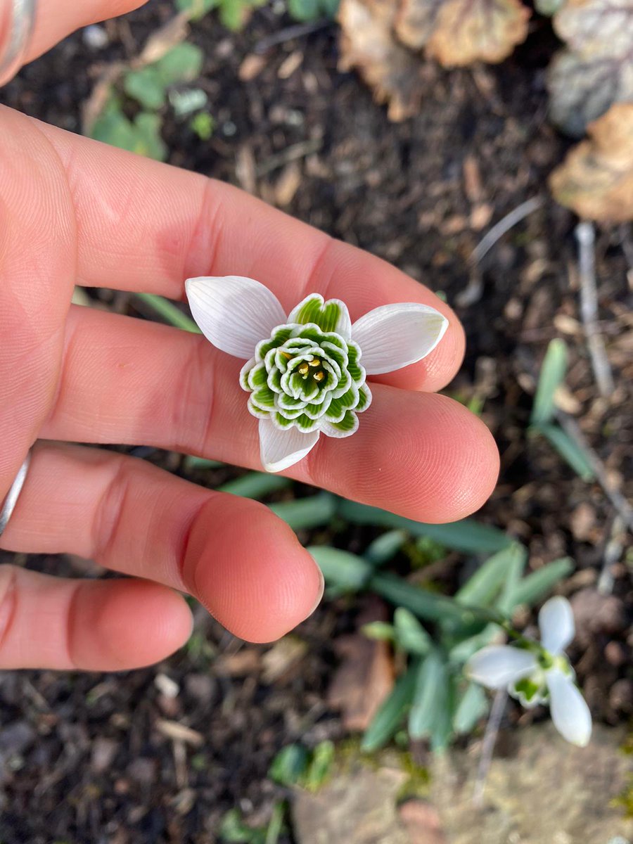 The_RHS's tweet photo. Spring mode loading...

Join our #CelebrationOfSnowdrops at @RHS_Rosemoor to see the charm and beauty of these little treasures 💮

Each day until 12 Feb at noon you can pop along for a free guided walk to enjoy one of the early signs that spring is just around the corner 🌼 https://t.co/IN4NioaZ2o