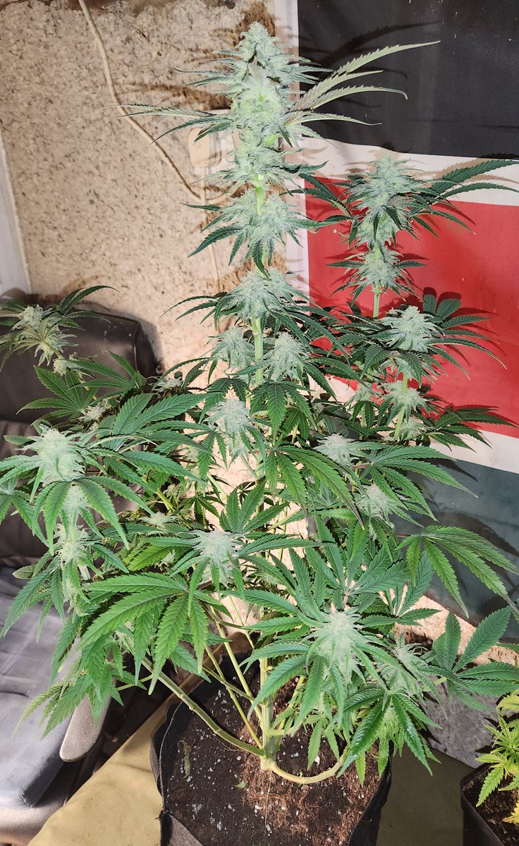 Chimera42o's tweet photo. Following this little old cold snap we've had in UK buds are nicely developing, if not a few weeks behind. @BombSeeds the #glookiebomb is very Hardy indeed. Beautiful aromas and very sticky. #CannabisCommunity #Mmemberville #homegrown #bombseeds https://t.co/AtsFXYOVgp