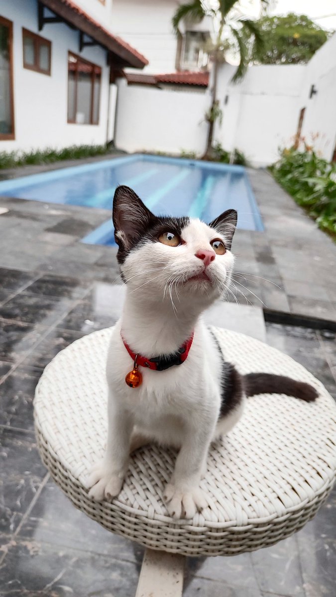 Tak perlu tweet media