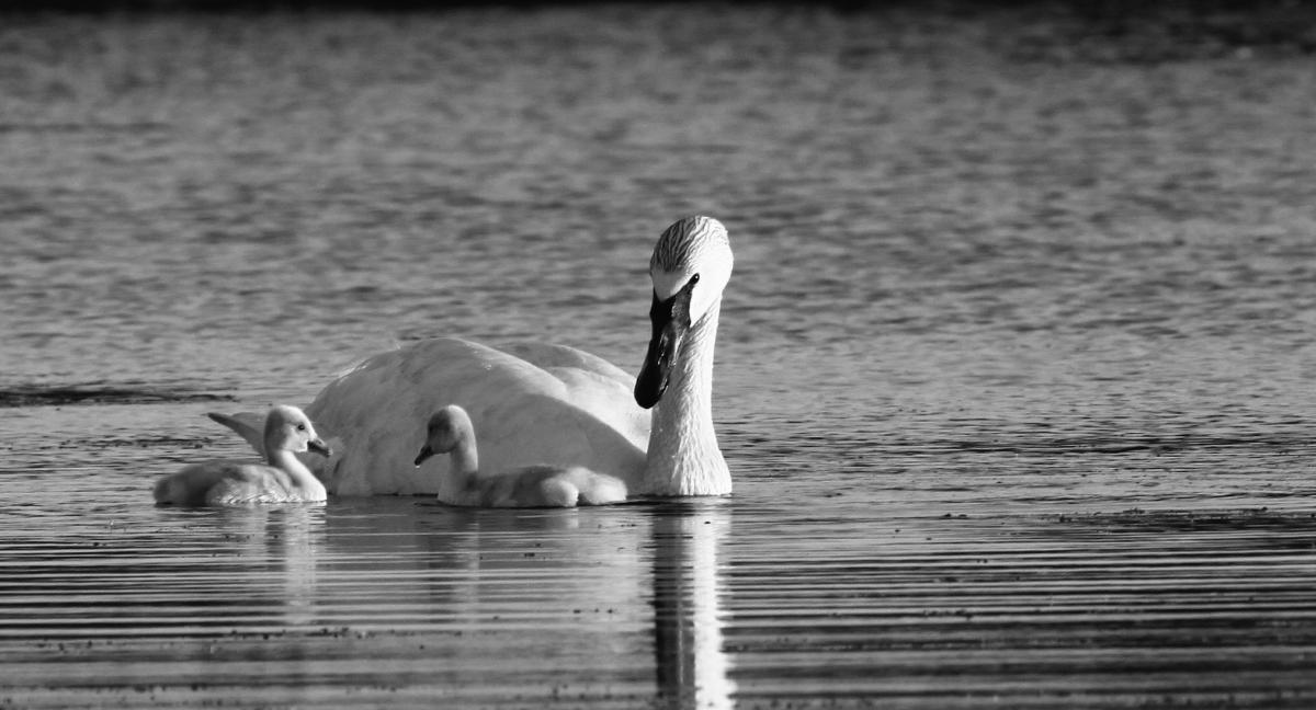 Read <a href="/matthewcoenleep/">matthew leep</a>'s summary of his new <a href="/RISjnl/">RIS</a> article:
'Toxic entanglements: Multispecies politics, white phosphorus, and the Iraq War in Alaska'

Summary at: bisa.ac.uk/articles/multi…
Read the full article at: doi.org/10.1017/S02602…
<a href="/BISA_Peacekeep/">BISA Peacekeeping, Peacebuilding & Human Rights WG</a> <a href="/davidmanus/">David Curran</a> @martincoward