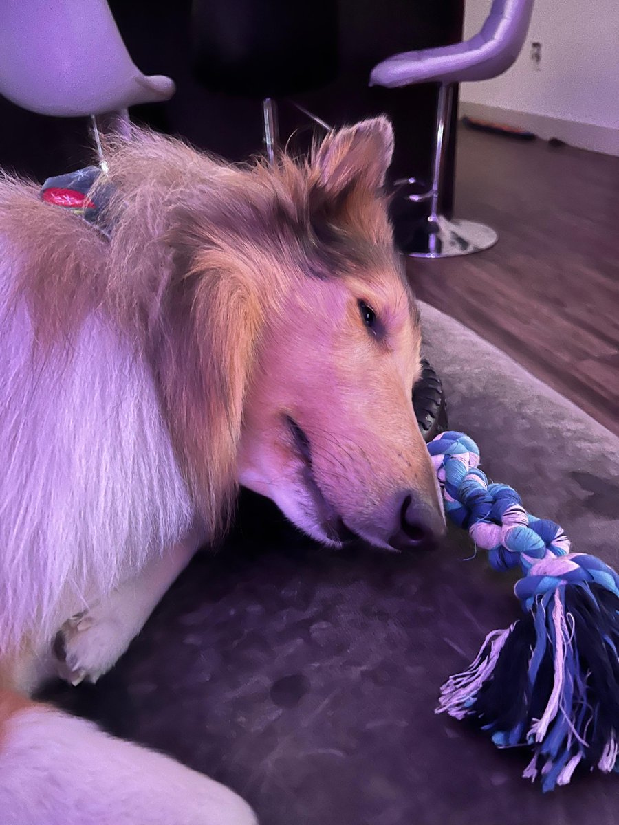 H4L mascot Lincoln on the Couch 003: Tire toy or pillow? Lincoln has decided for himself 😴🪀

#tiretoy #couchdog #roughcollie #roughcollies #collies #colliedog #collielife #couchpotato #couchpotatodog #dogonthecouch #dogsonthecouch #dogsusingpillows #lincolnlog #lazydog