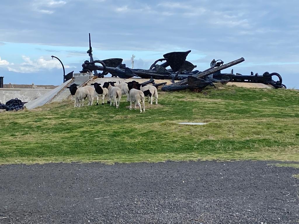 NatlMuseumBDA's tweet photo. Yes, even the aaaanchors at NMB need sheep-scaping. Our job never ends!

#nmbsheep #sheepscapers #museumsheep https://t.co/eAPxP3poaU