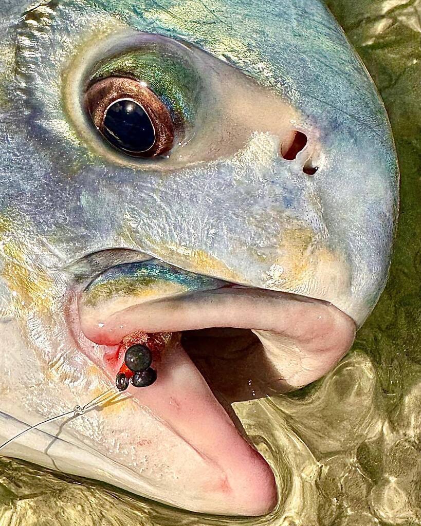 flyingfishrman's tweet photo. Good weather, good friends and big #permit on fly. Life is good! @juangozio
#rubberlips #princeoftides #islamorada #flyingfisherman #passportrods https://t.co/wYtMwNLow5 https://t.co/EXhHP1DJ9y