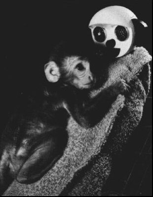 BenjaminPerks's tweet photo. ‘Contact comfort is a basic need that young mammals have for physical contact with their mother. In the absence of a real mother, they will seek out whatever feels most like a mother’ Harry Harlow revolutionized how we see parental love as a human right &amp; developmental need https://t.co/s9yiT7bZI4
